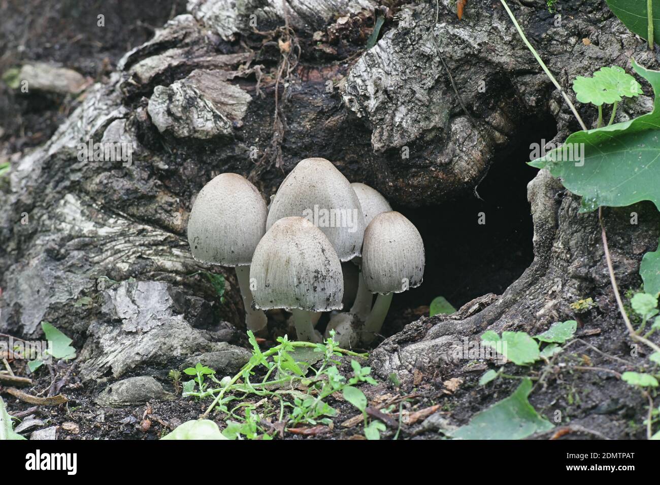 Common ink cap, Coprinopsis atramentaria, also known as common inky cap or tippler's bane, wild mushroom from Finland Stock Photo