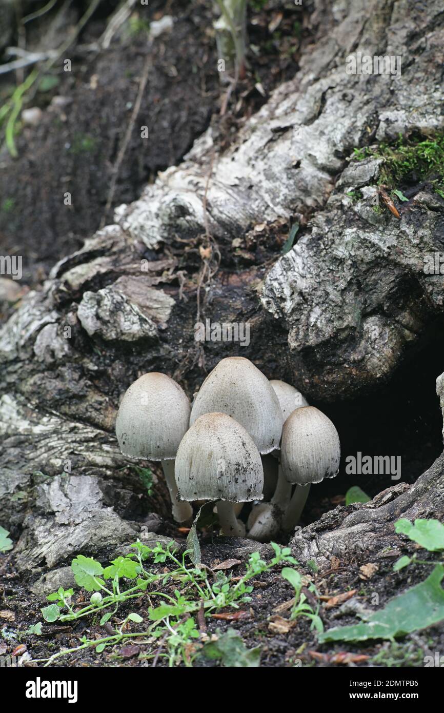 Common ink cap, Coprinopsis atramentaria, also known as common inky cap or tippler's bane, wild mushroom from Finland Stock Photo