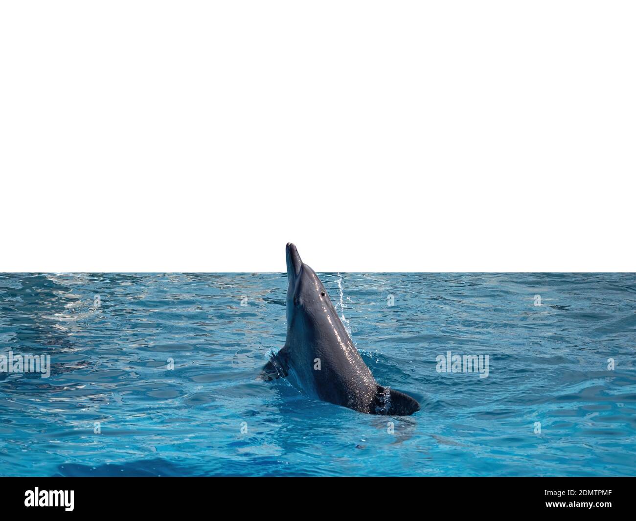 Close up Dolphin Rising from The Surface of The Water Isolated on White ...