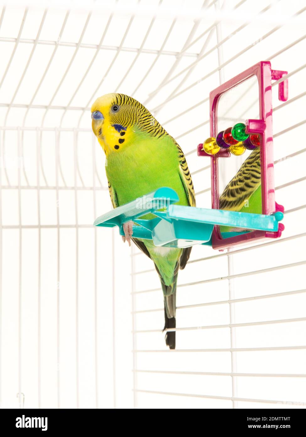 lovebird toy