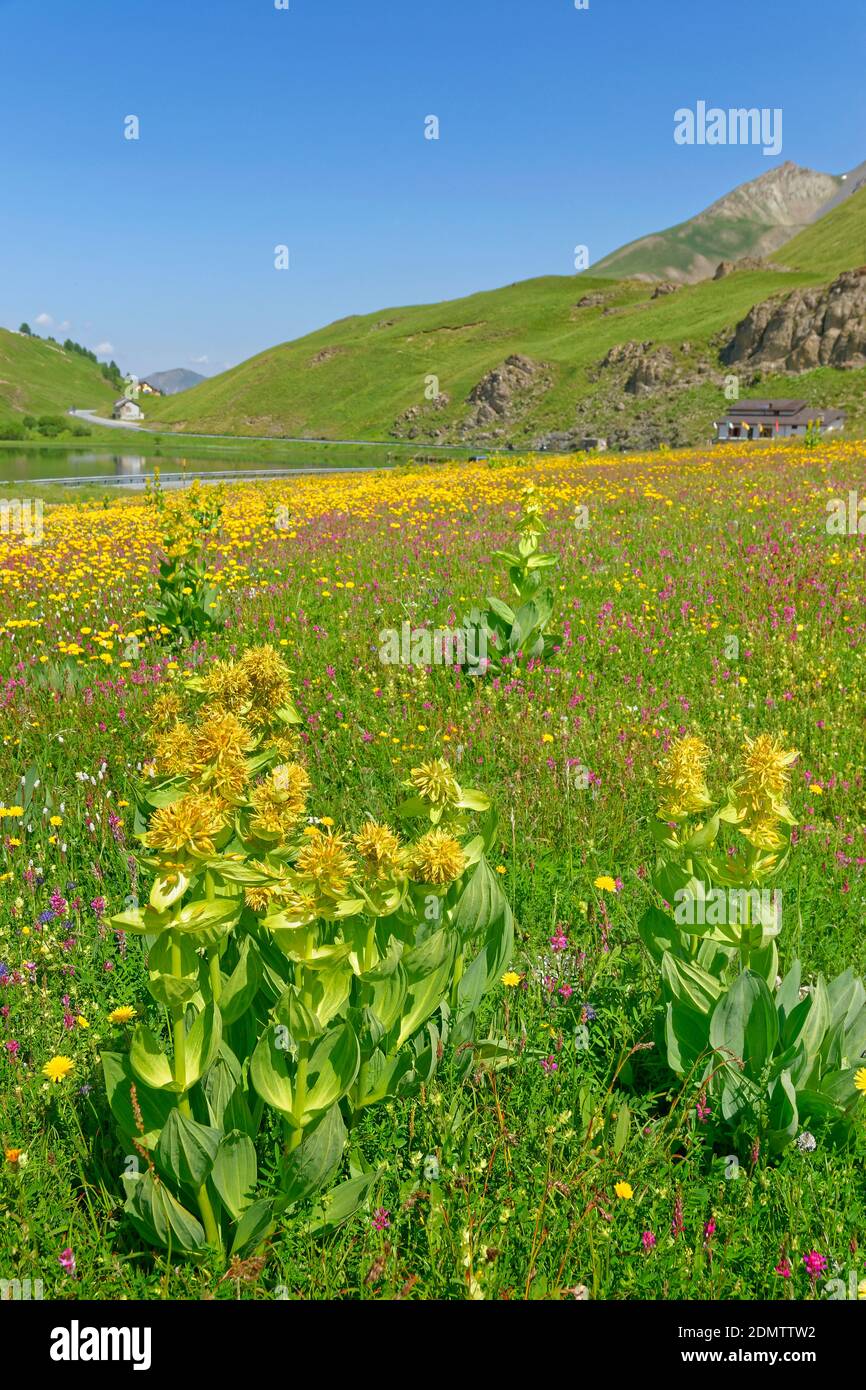 Wild alpine meadow gentiane flowers in the Alps Maritime, Italy. Stock Photo