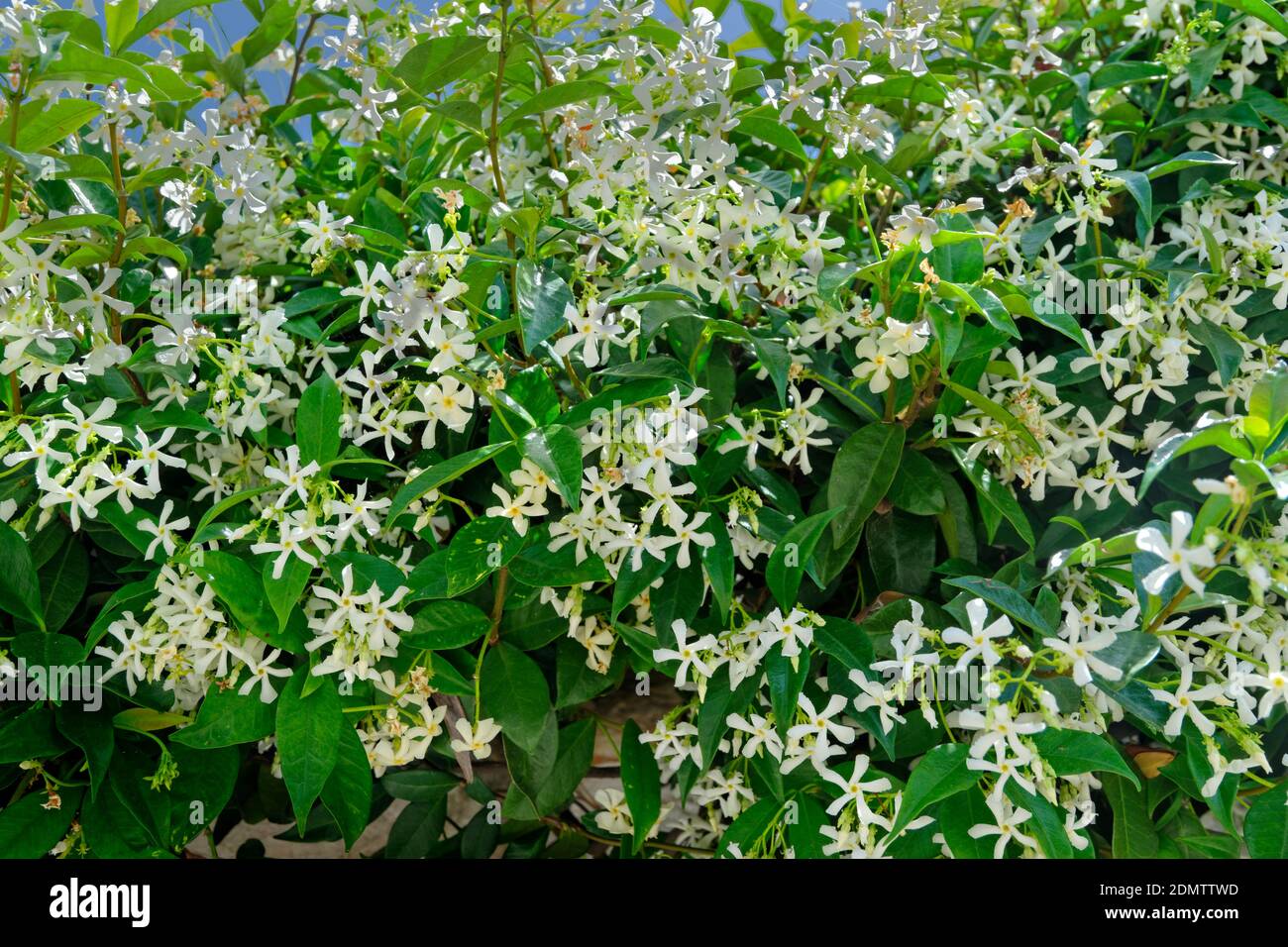 Star Jasmine or Trachelospermum jasminoides flowers Stock Photo - Alamy