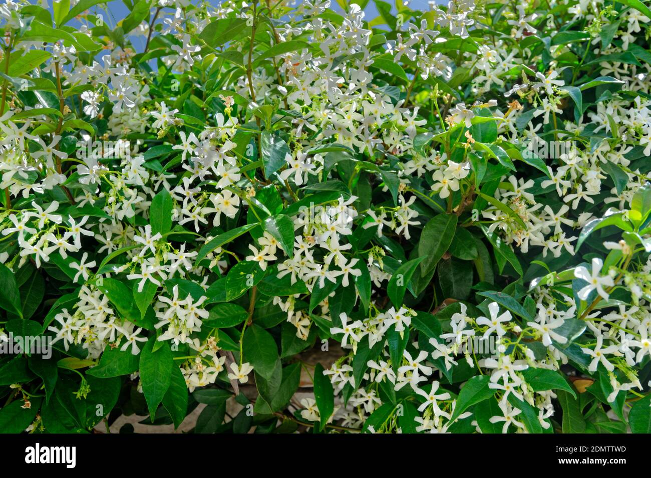 Star Jasmine or Trachelospermum jasminoides flowers. Stock Photo