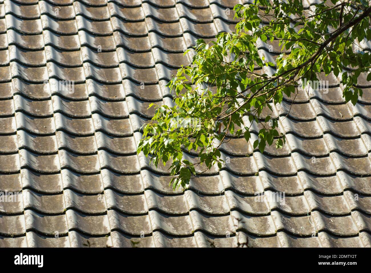 Nagomi High Resolution Stock Photography And Images Alamy Nagomi High Resolution Stock Photography And Images Alamy