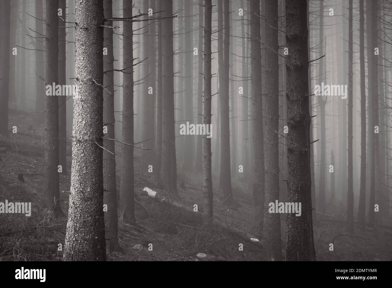 Forest in black and white Stock Photo Alamy