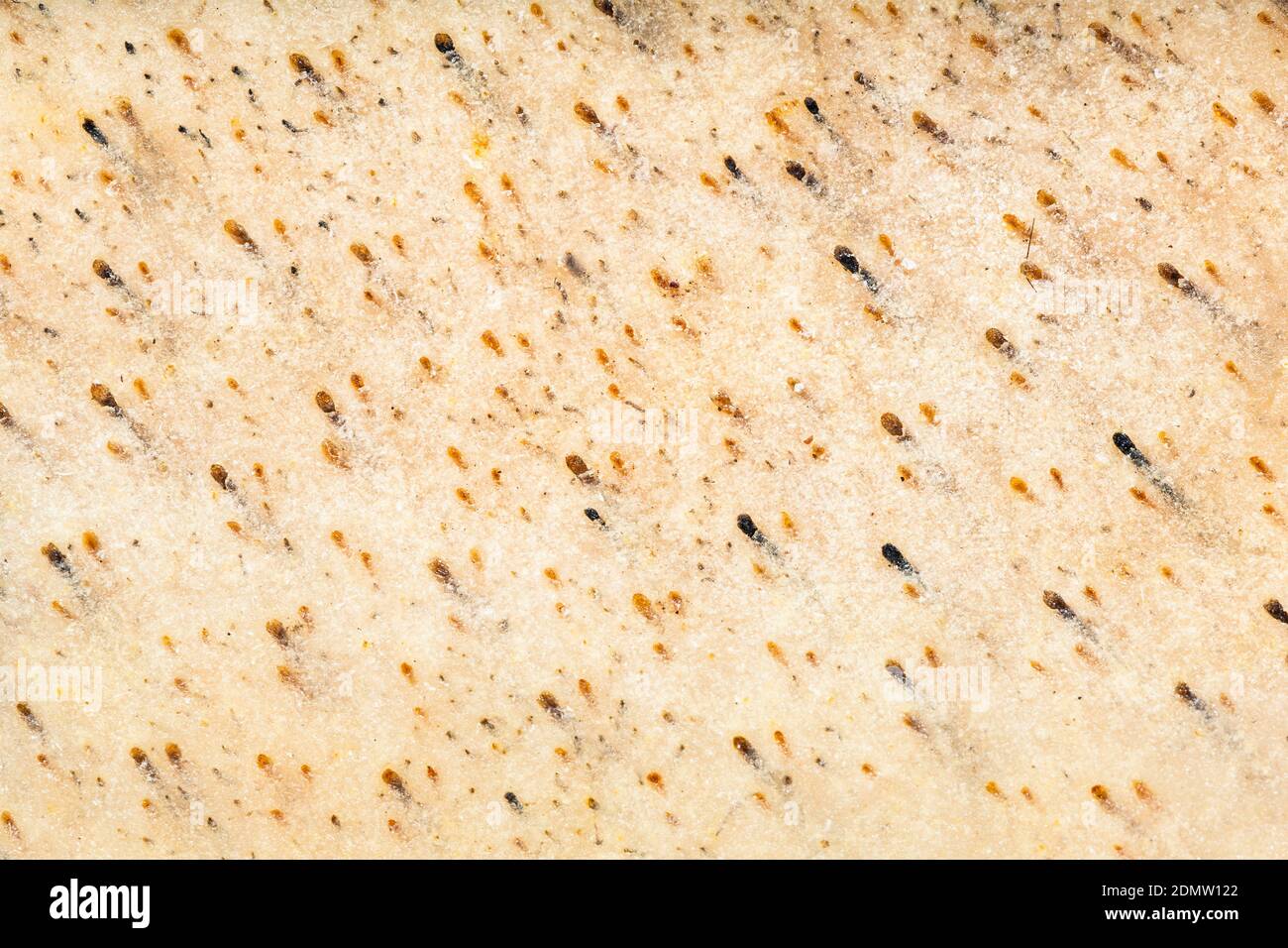 food texture - shaved salted pork skin close up Stock Photo