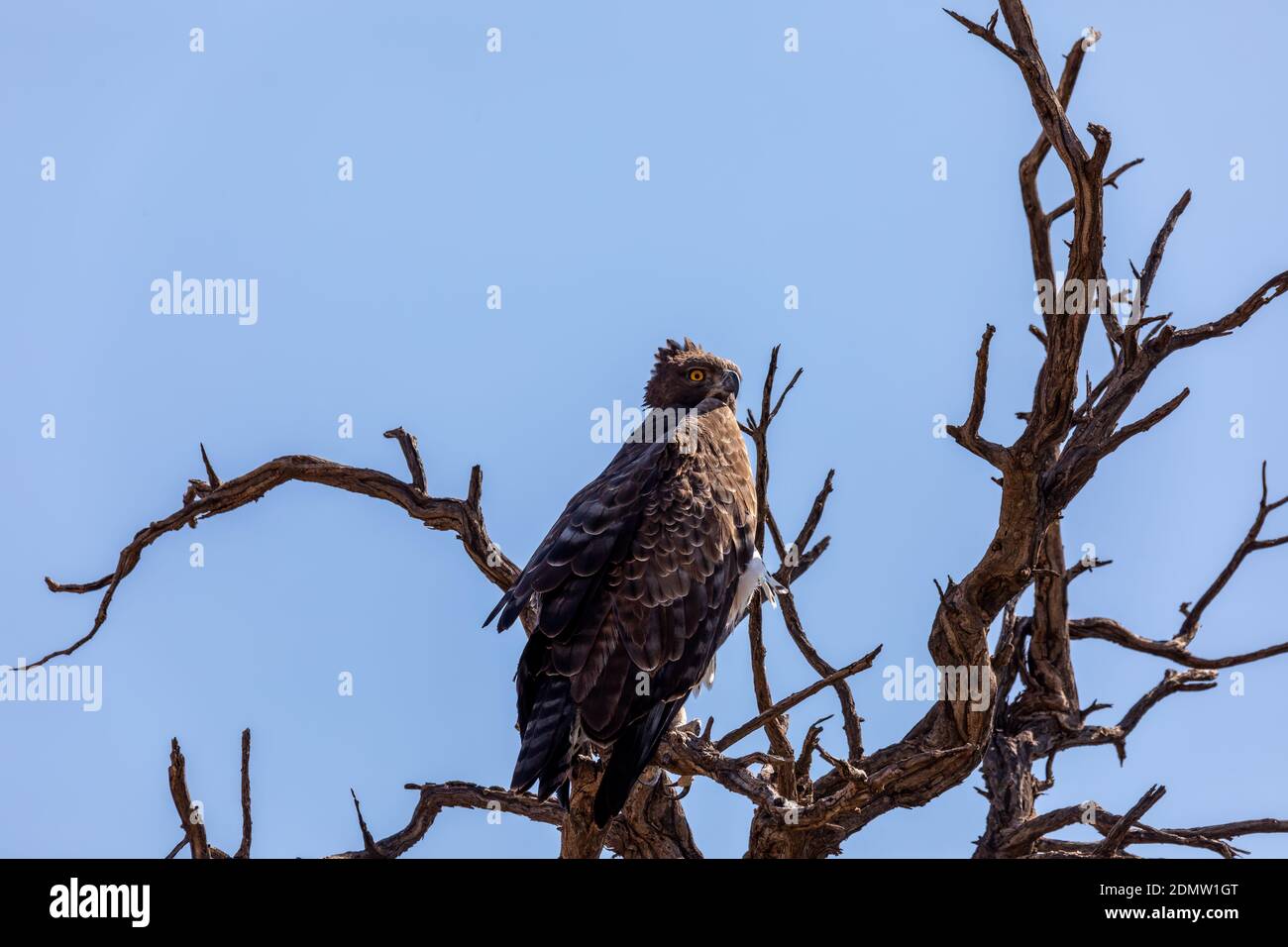 Majestic bird of prey, martial eagle (Polemaetus bellicosus)perched on dead tree, Namibia Africa safari wildlife Stock Photo