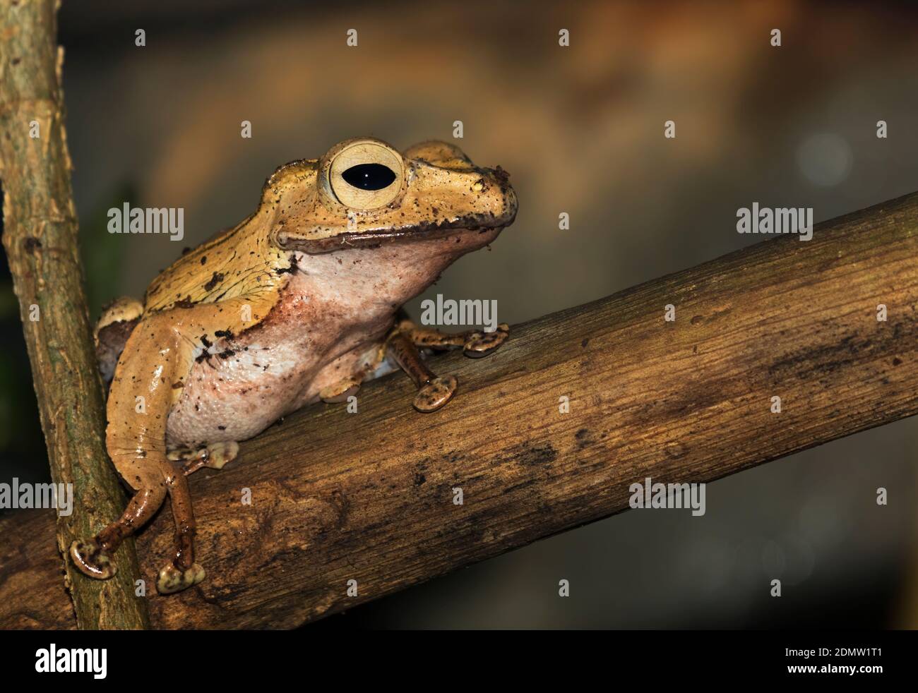 Borneo Eared Frog - Polypedates otilophus  closeup Stock Photo