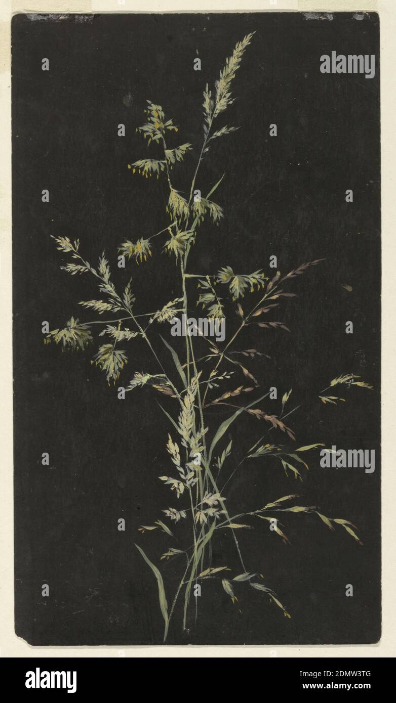 Study of Grass in Seed, Sophia L. Crownfield, (American, 1862–1929), Brush and oil on black paper, Vertical sheet depicting grass in seed, USA, ca. 1890, nature studies, Drawing Stock Photo