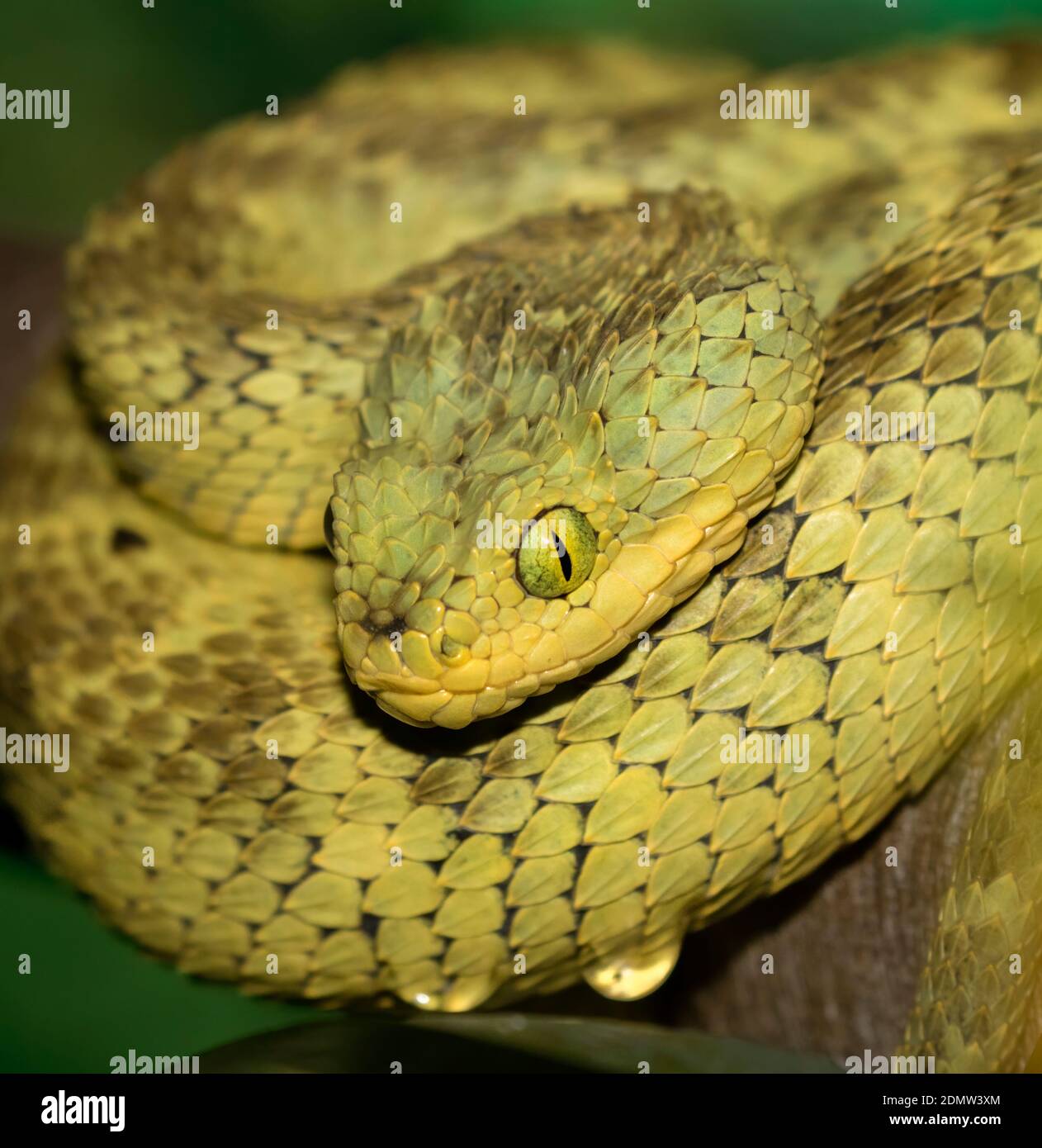 Close-up Of A Yellow Variable Bush Viper (Atheris Squamigera) From Central  African Countries. Stock Photo, Picture and Royalty Free Image. Image  153408574.