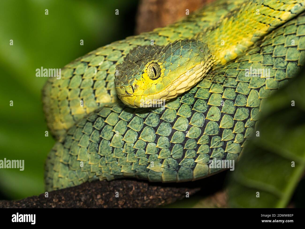 Green bush viper Atheris squamigera , on a branch, captive, Congo, Africa  Copyright: imageBROKER