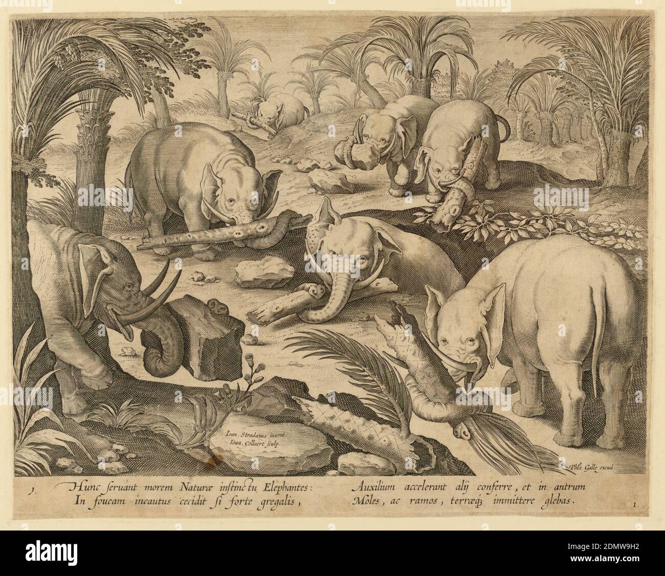 Elephants Helding Each Other out of a Trap, plate 1 from the Venationes Ferarum, Avium, Piscium series, Jan van der Straet, called Stradanus, Flemish, 1523–1605, Jan Collaert II, Flemish, 1560 - 1628, Philips Galle, Flemish, 1537 - 1612, Engraving on paper, Horizontal rectangle. An elephant is trapped in a deep pit, in the middle ground. Other elephants carry stones and tree trunks in an effort to rescue him. Inscribed on stone, near left center: 'Ioan Stradanus invent. / Ioan Collaert Sculp.' At lower right: 'Phls Galle excud.' Below: HUNC SERVANT MOREM NATURAE INSTINCTII ELEPHANTIS Stock Photo