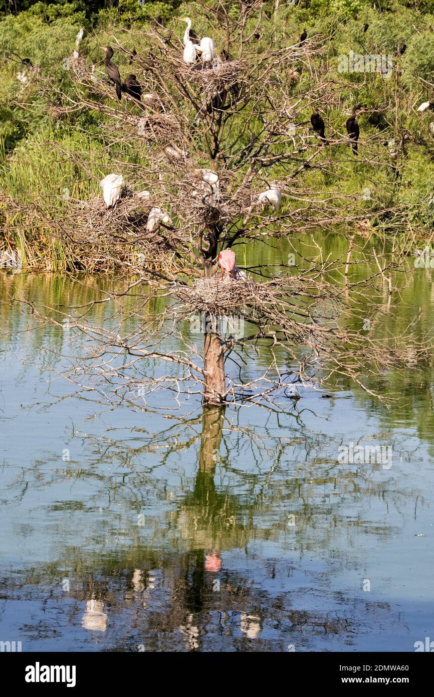 Rookery at Smith Oaks Sanctuary, Texas Stock Photo Alamy