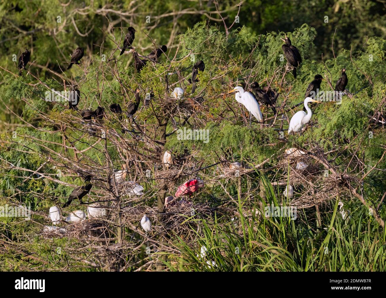 Rookery at Smith Oaks Sanctuary, Texas Stock Photo Alamy