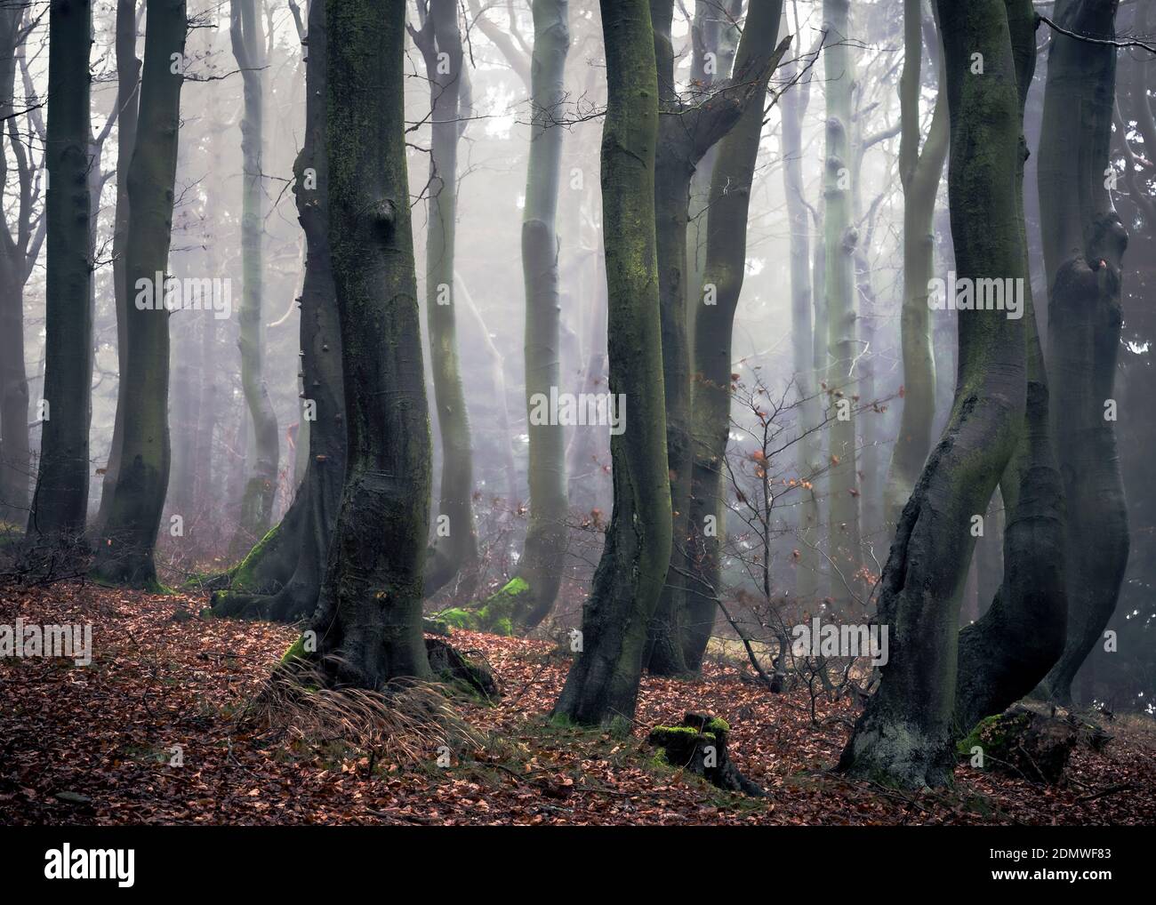 The forest in the fog Stock Photo - Alamy