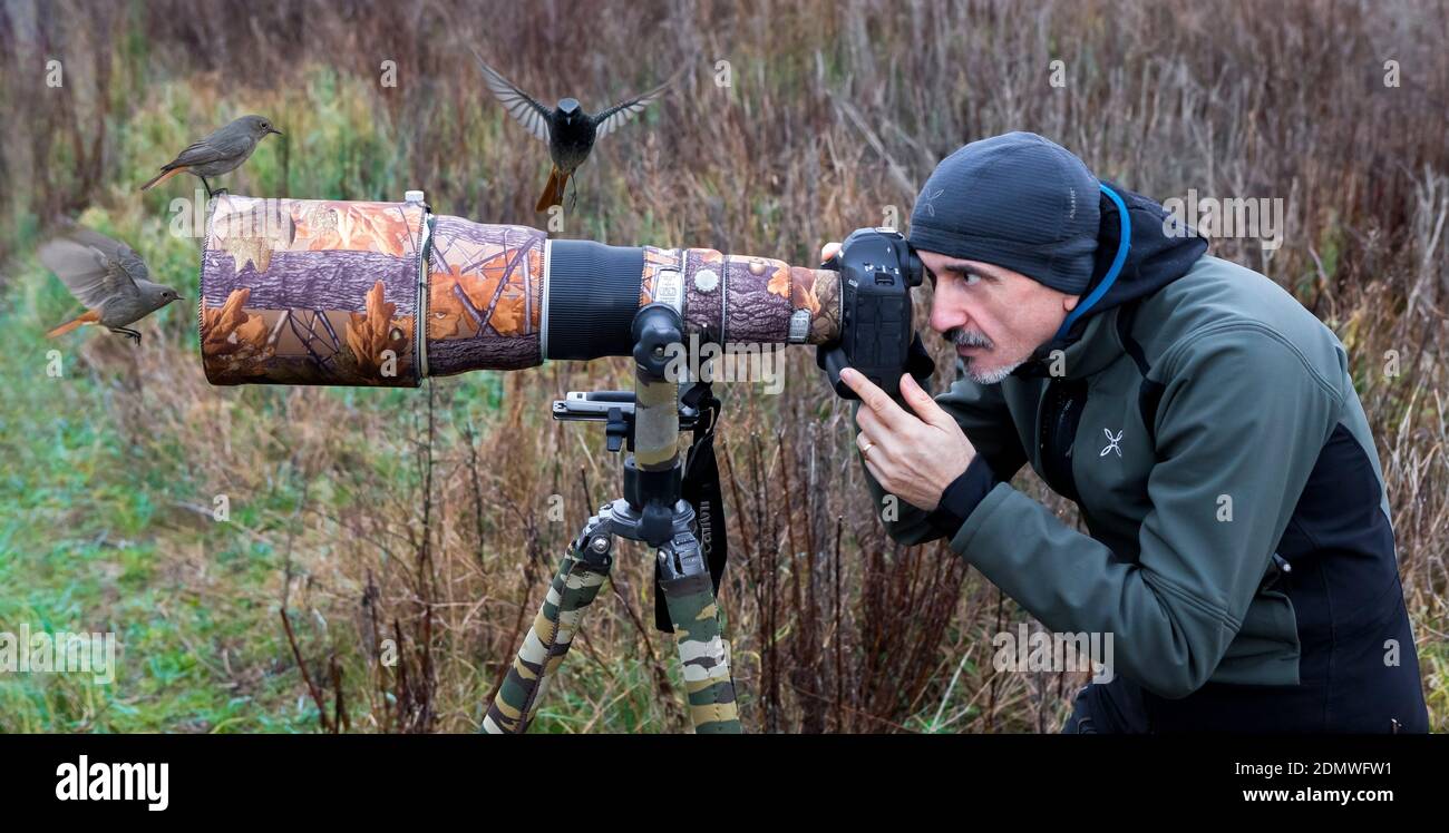 Zwarte Roodstaarten op telelens; Black Redstarts on lens Stock Photo - Alamy