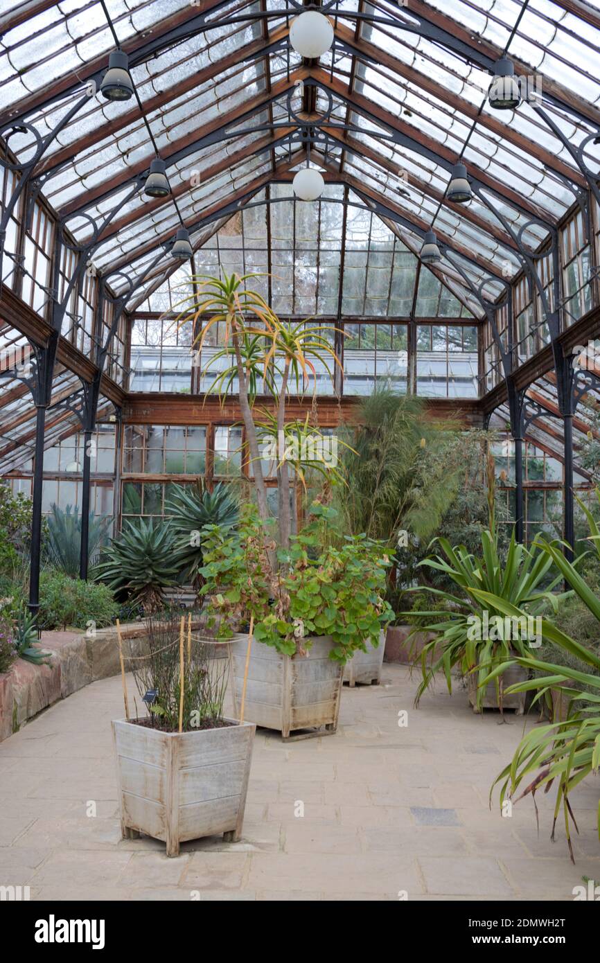 Interior Cambridge University Botanical Gardens glass house Stock Photo