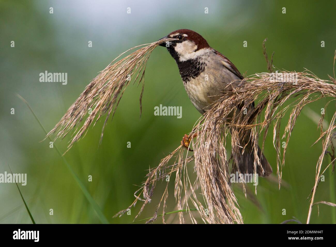 Italiaanse Mus man etend van gras; Italian Sparrow male eating from gras Stock Photo