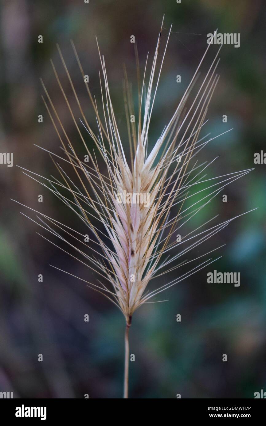Single ear of rye with long spikes growing in a field with blurred background. Macro photography Stock Photo