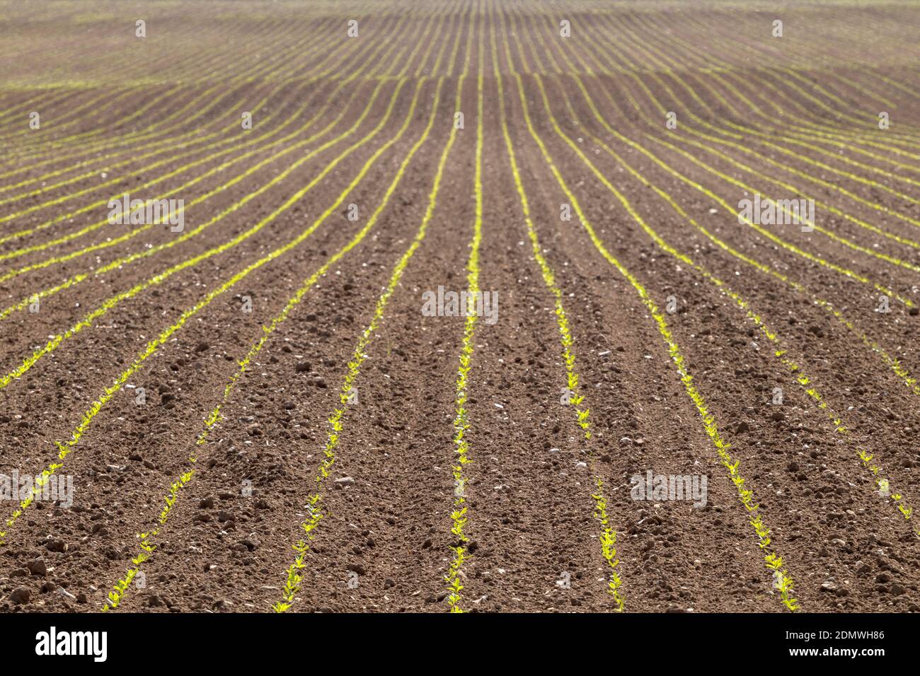 Rows of green seeds planted in a field Stock Photo