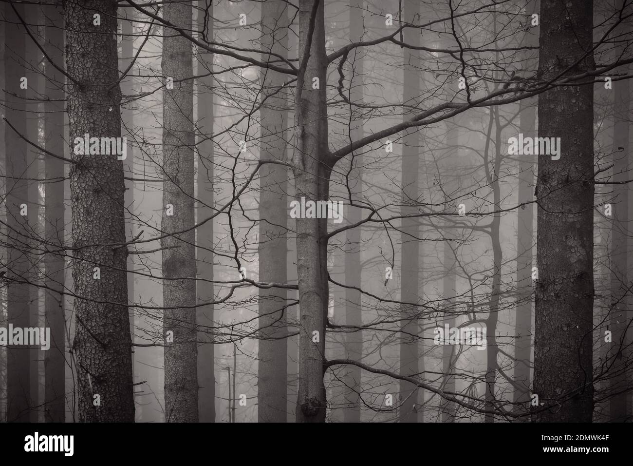 Forest in black and white Stock Photo Alamy