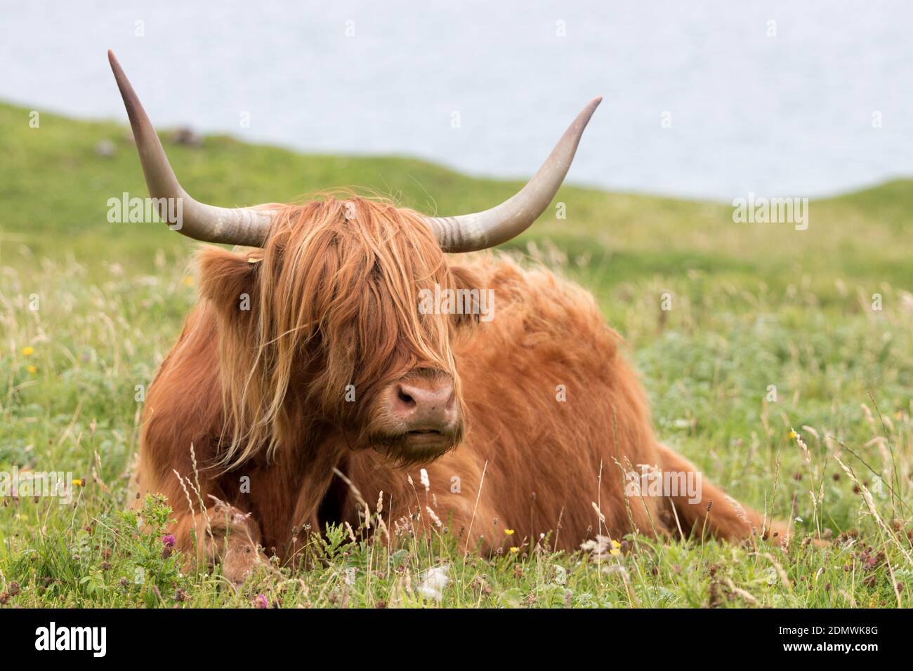 Highland Cow grazing on lush grass, Isle of Harris, Outer Hebrides, Scotland Stock Photo