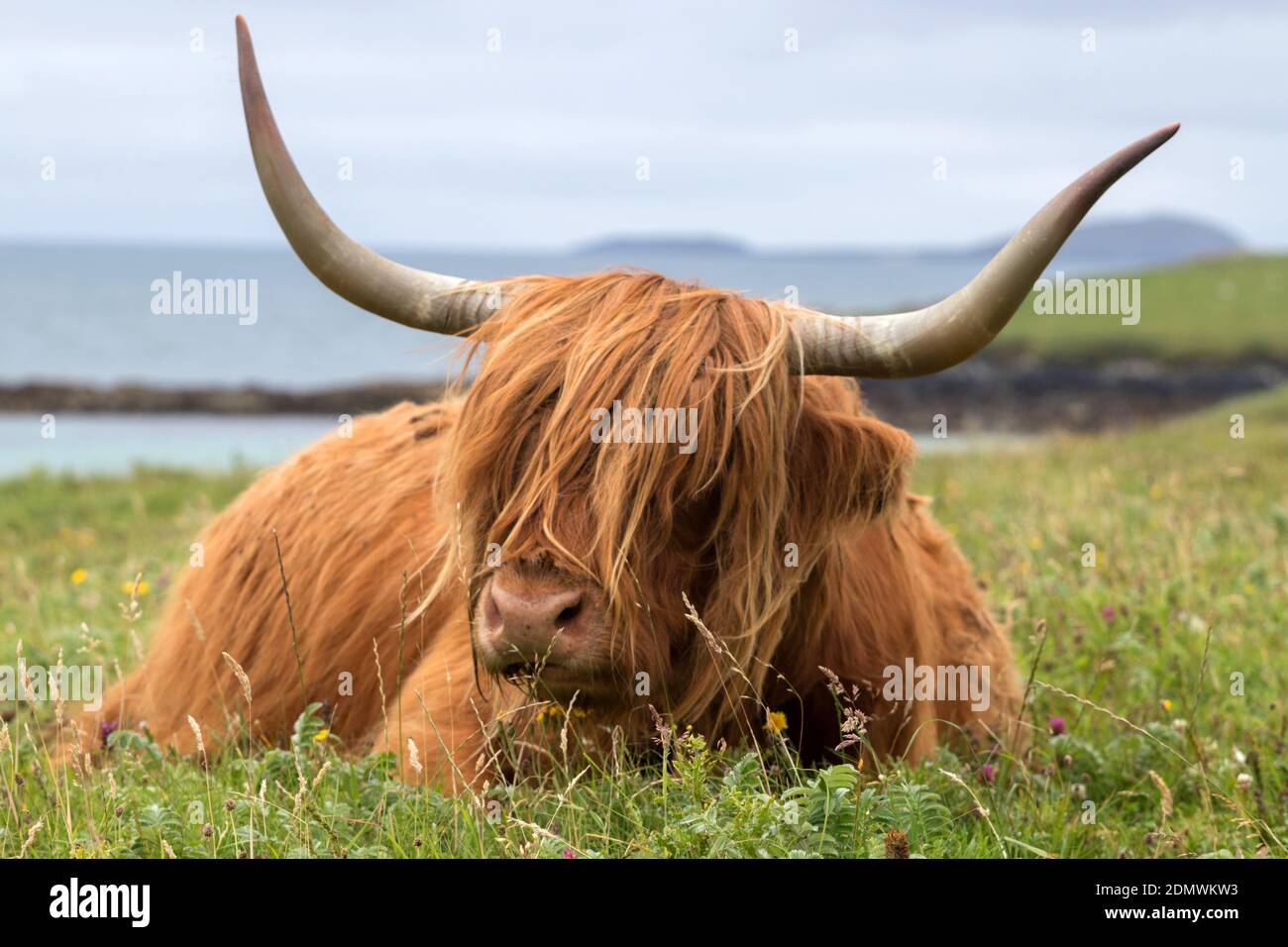 Cow sitting down hi-res stock photography and images - Alamy