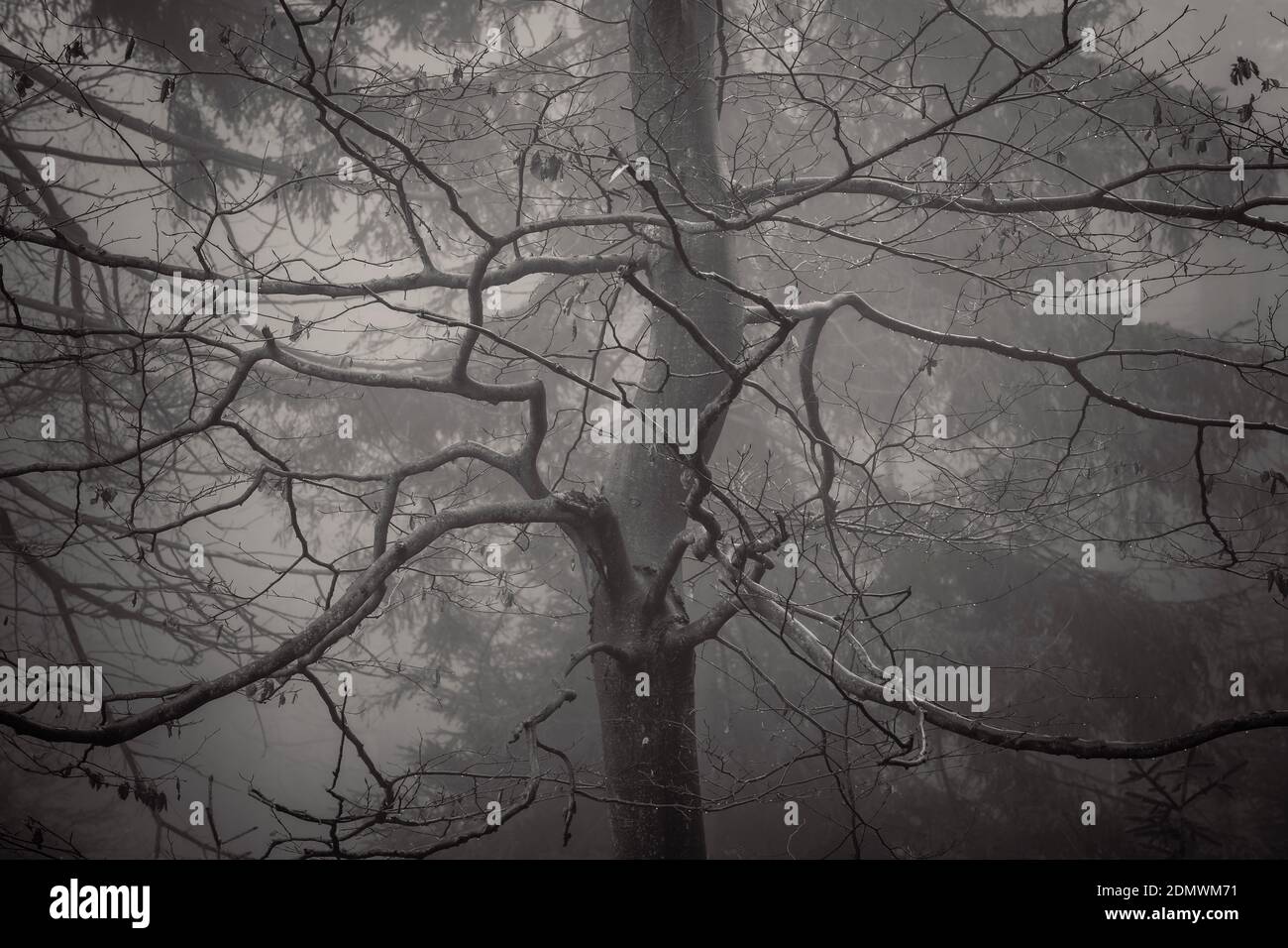 Forest in black and white Stock Photo - Alamy