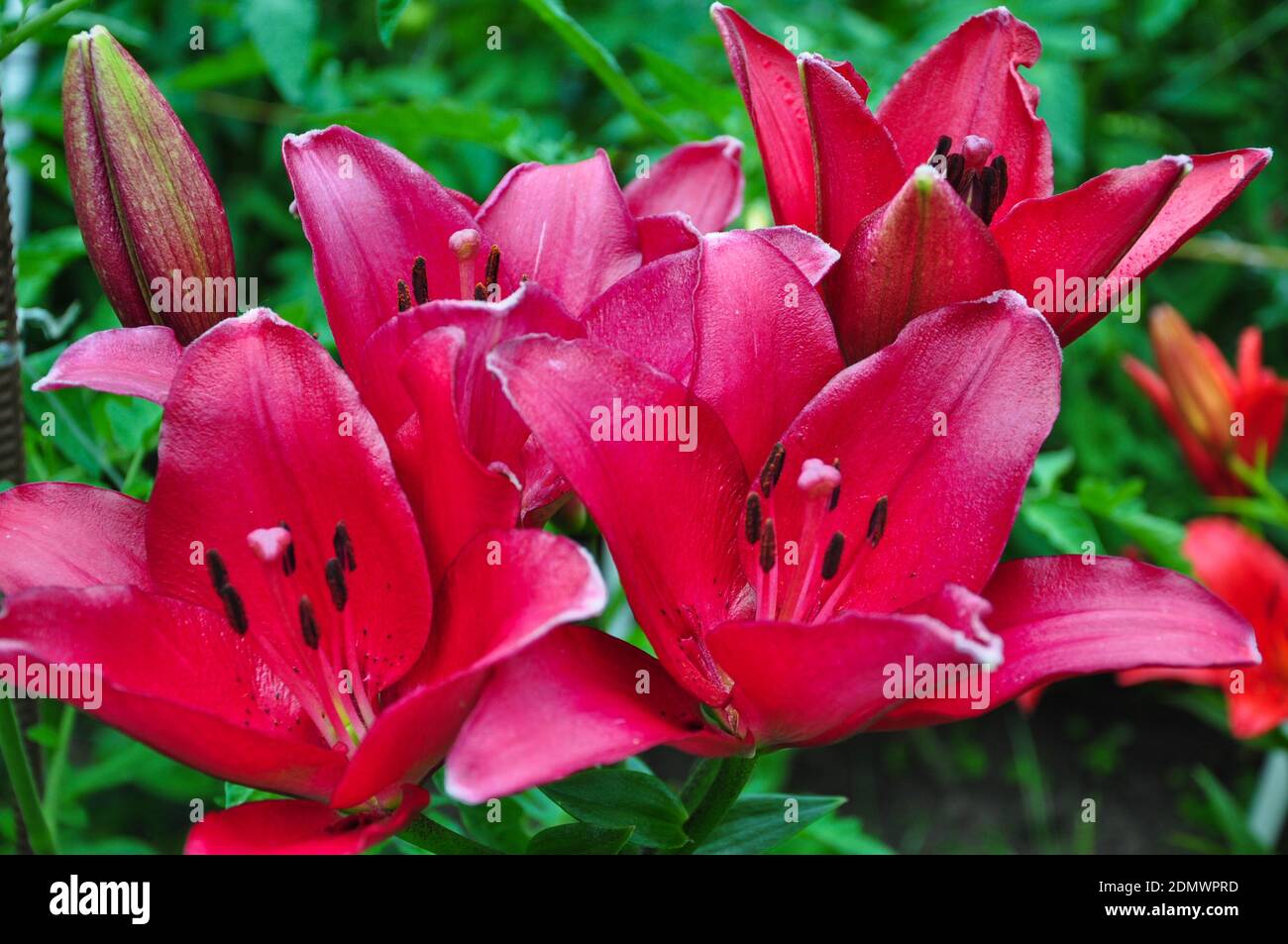 Beautiful bright daylilies in a flower bed. Red flowers are daylilies or Hemerocallis. Daylilies on a background of green leaves. Flower beds in the g Stock Photo