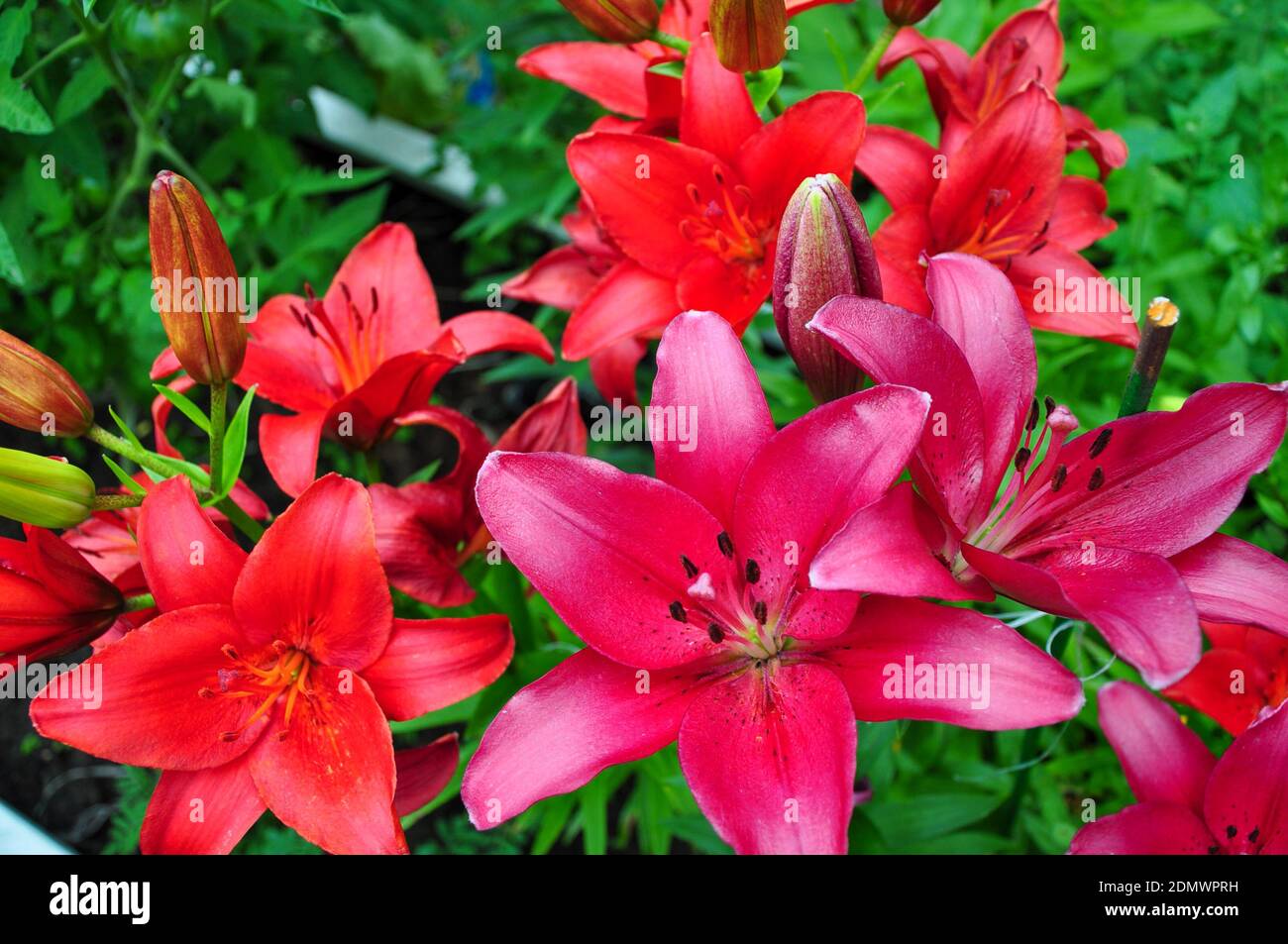 Beautiful bright daylilies in a flower bed. Red flowers are daylilies or Hemerocallis. Daylilies on a background of green leaves. Flower beds in the g Stock Photo
