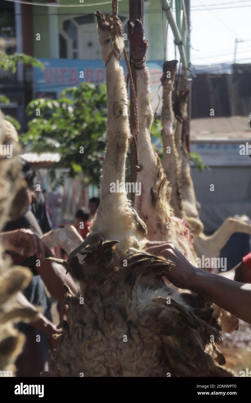 procession of qurban goat cutting in Eid al-Adha celebrations Stock Photo