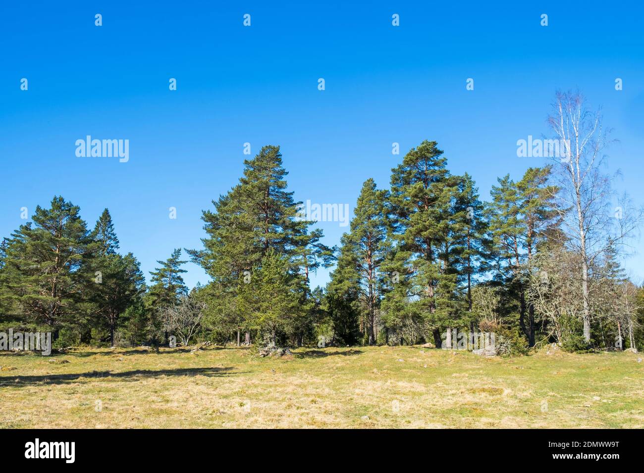 Forest edge by a meadow in the spring Stock Photo