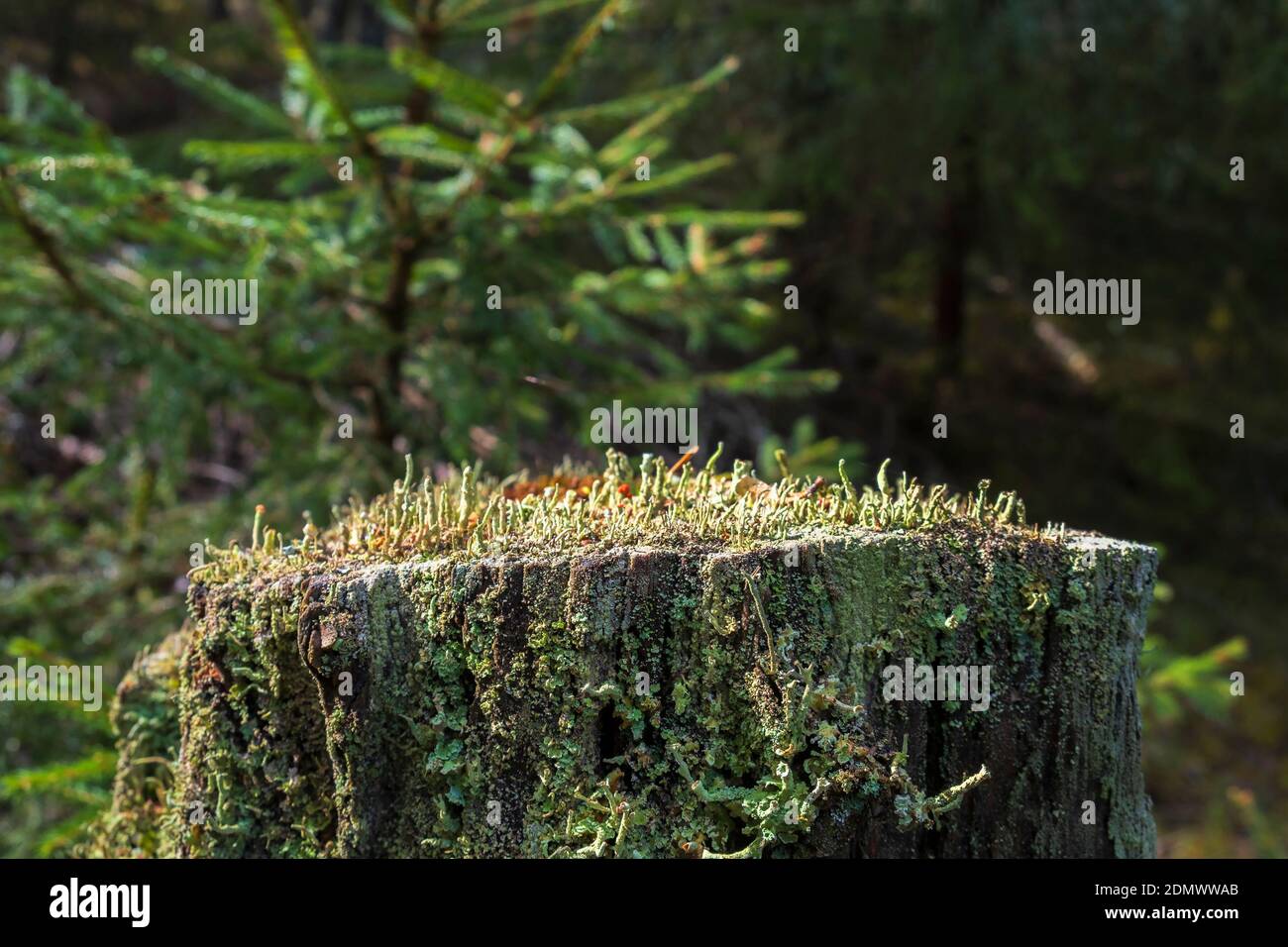 Trumpet lichen growing on a tree stump Stock Photo