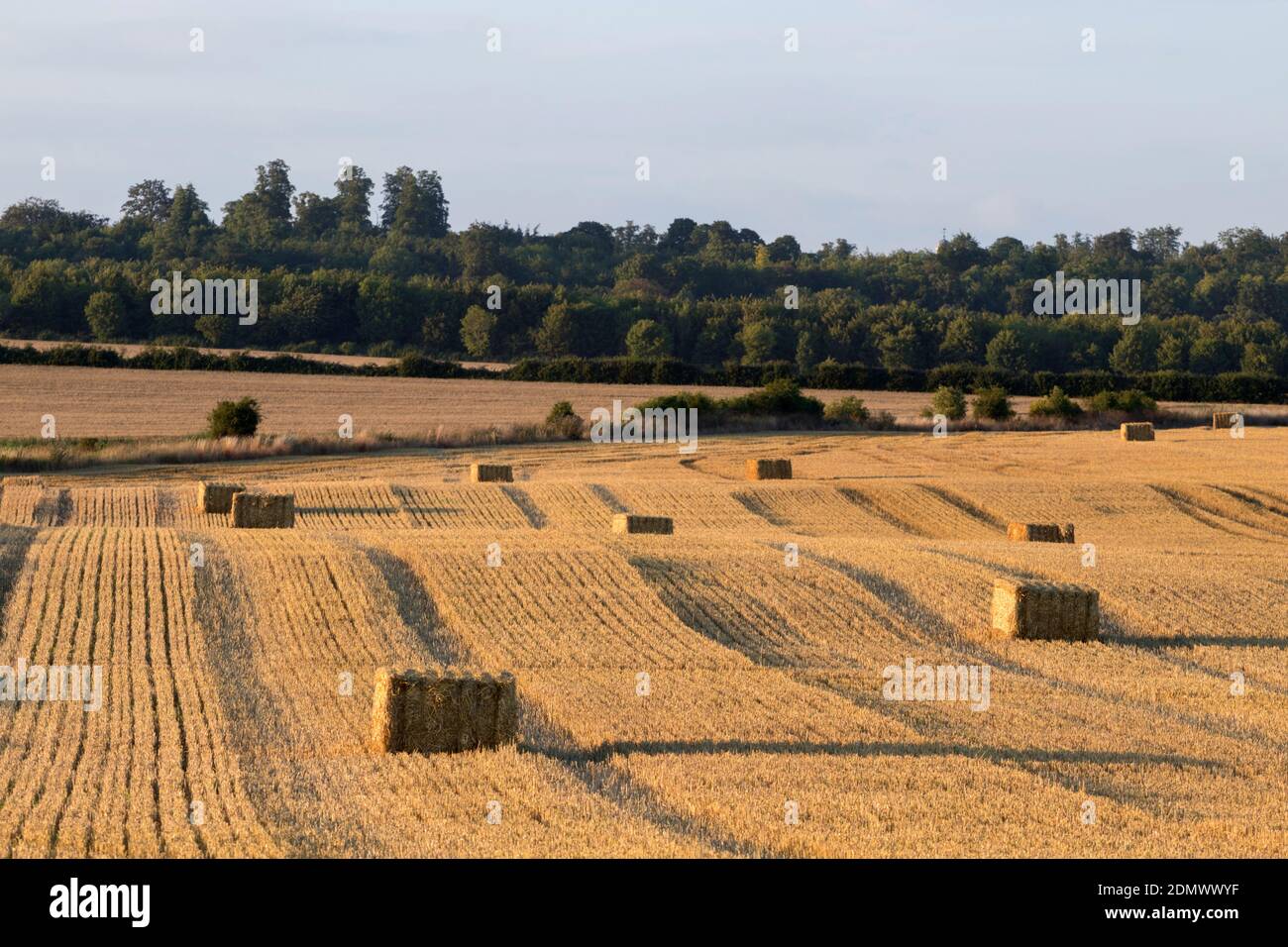 Hay bales, Stapleford, Cambridge, Cambridgeshire, UK Stock Photo