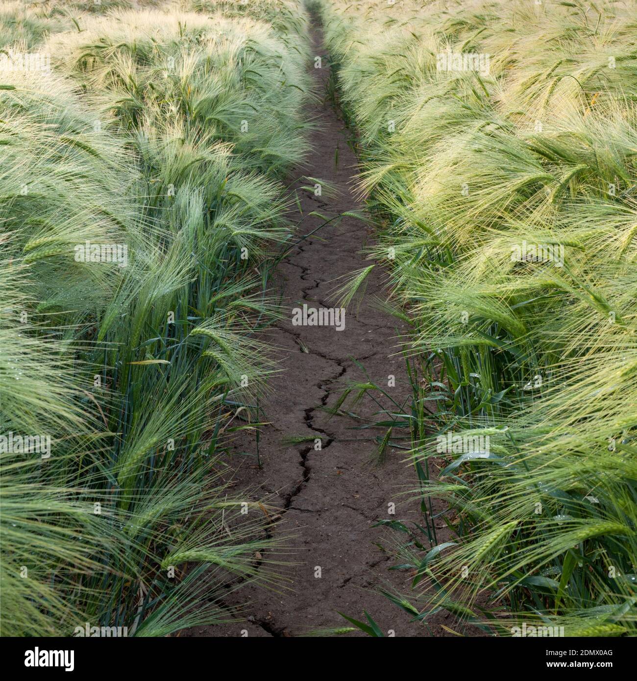 Pathway through a barley field, Cambridgeshire, UK Stock Photo