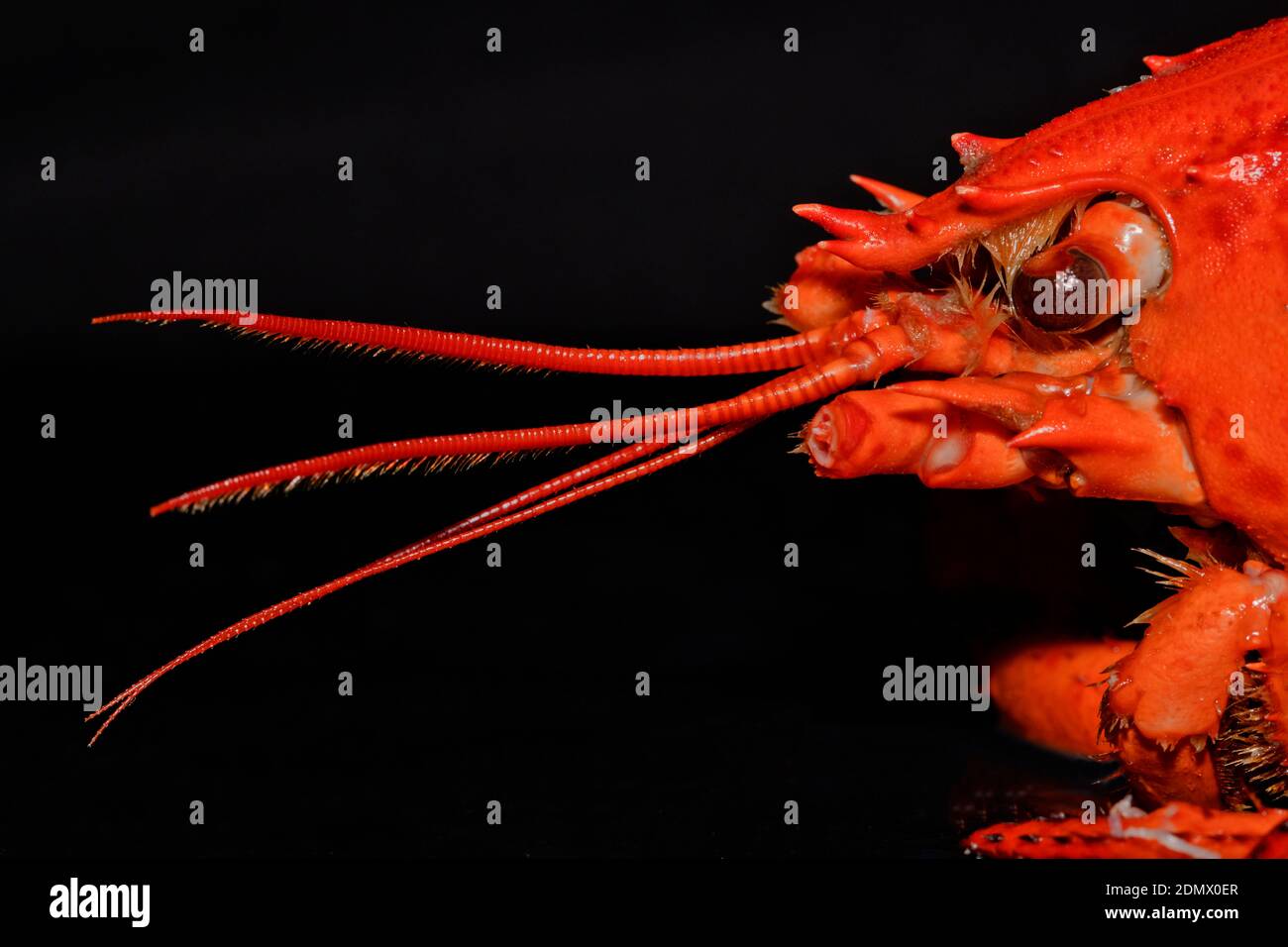 Homarus americanus hi-res stock photography and images - Alamy