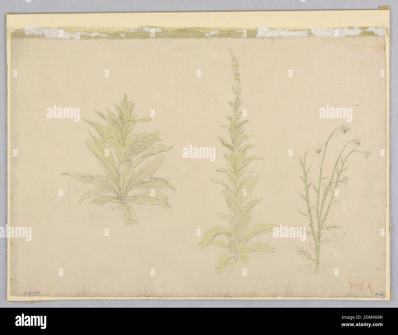 Study of mullein plants, William Stanley Haseltine, American, 18351900