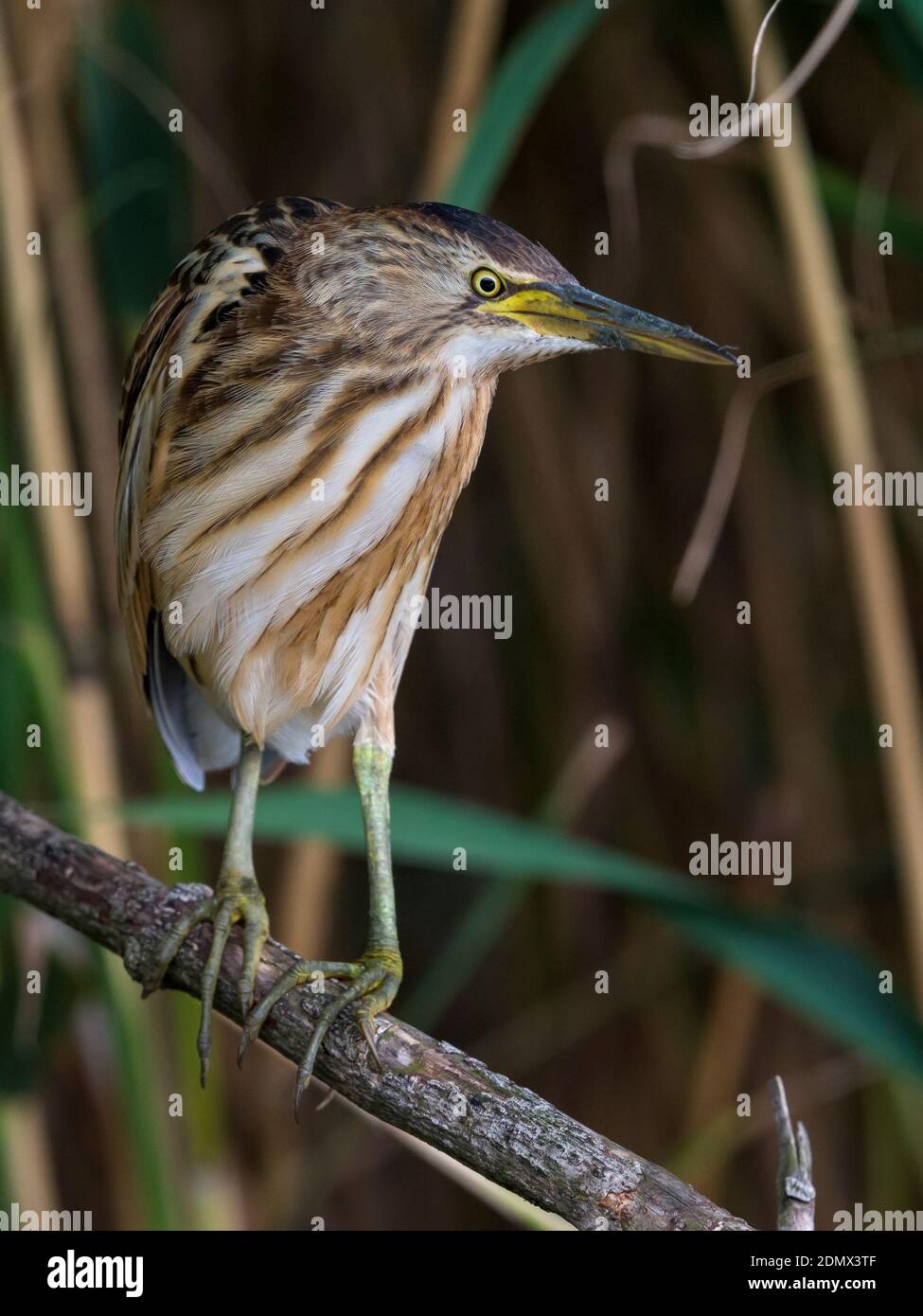 Woudaap staand in riet; Little Bittern perched in reed Stock Photo - Alamy