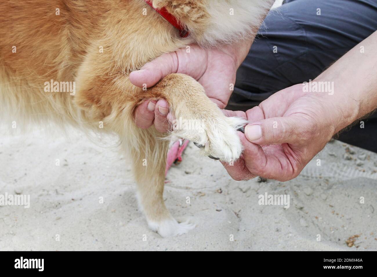 Dog with a hurt paw. Broken nail Stock Photo Alamy