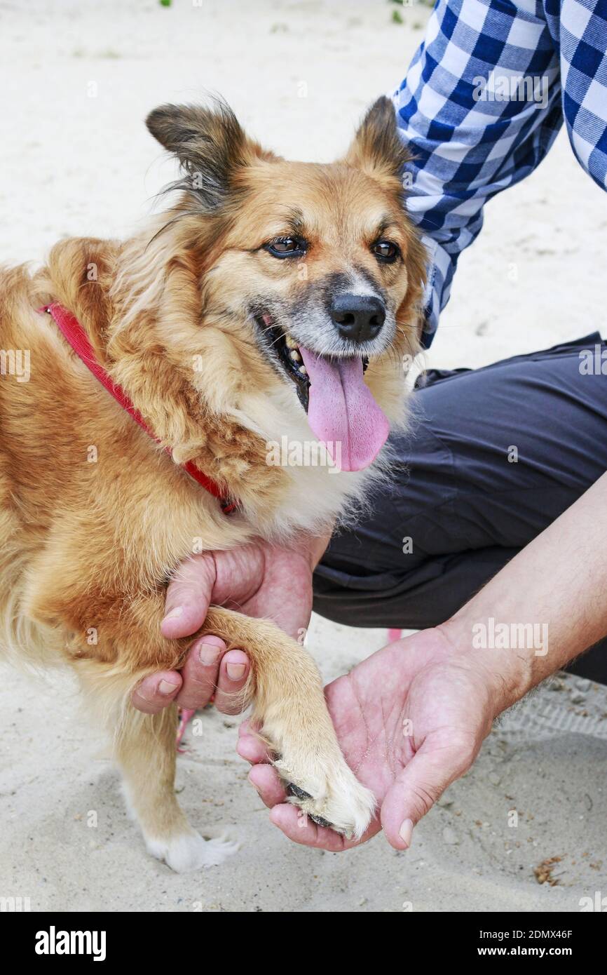 Dog with a hurt paw. Broken nail Stock Photo Alamy