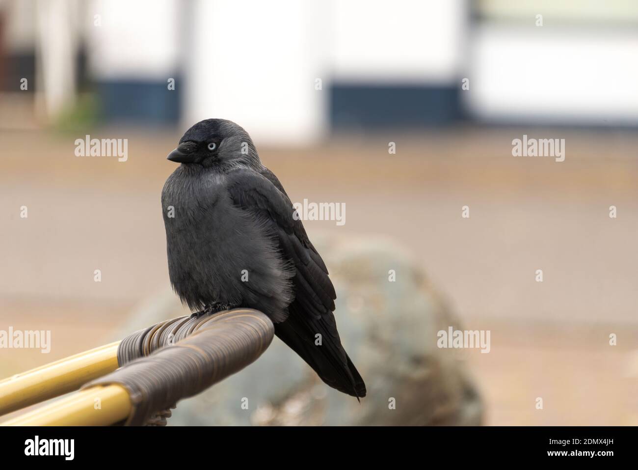 black crow sits on the edge of a wicker chair starring Stock Photo