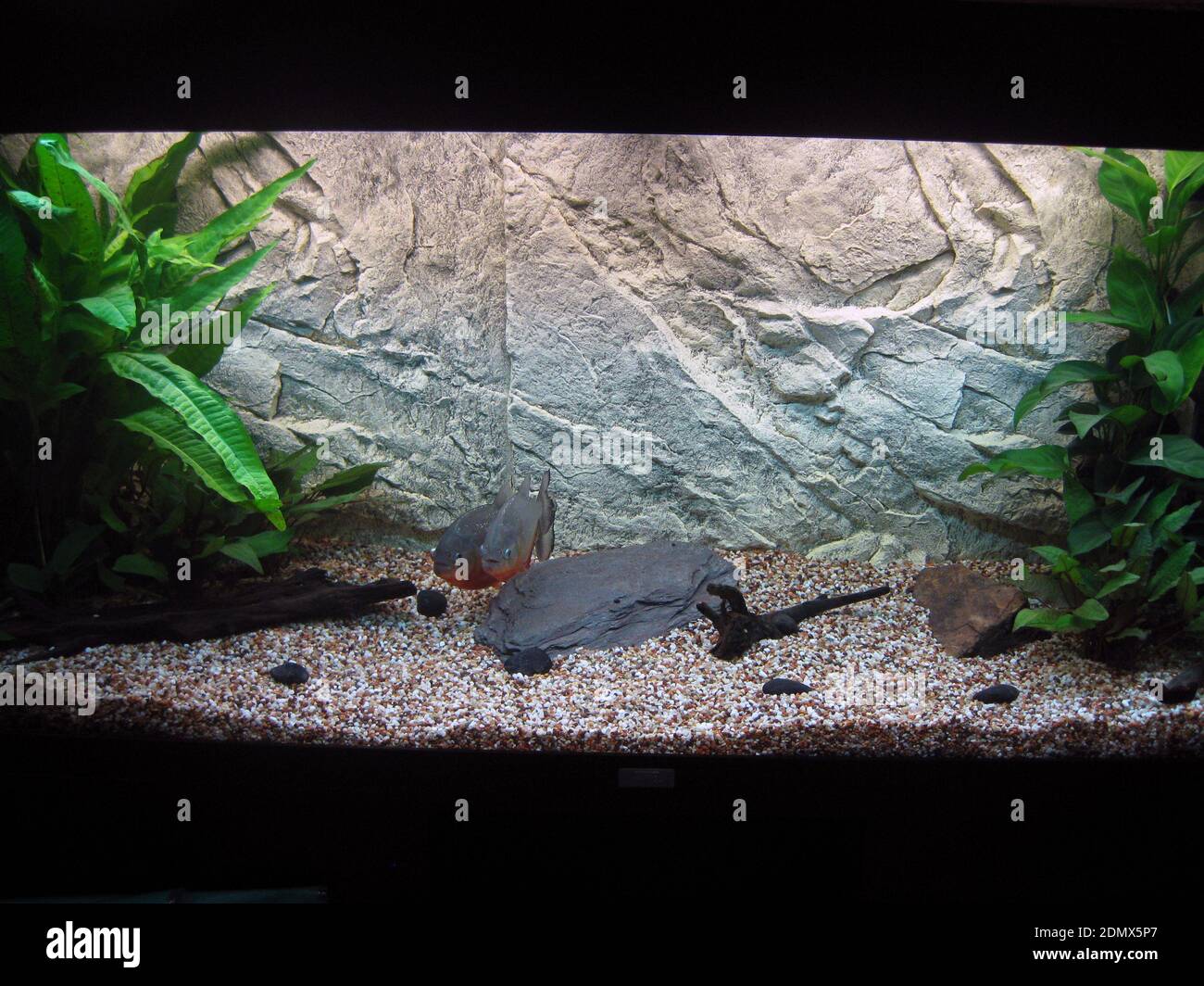 Aquarium with pair of Red piranha (Pygocentrus nattereri) Stock Photo