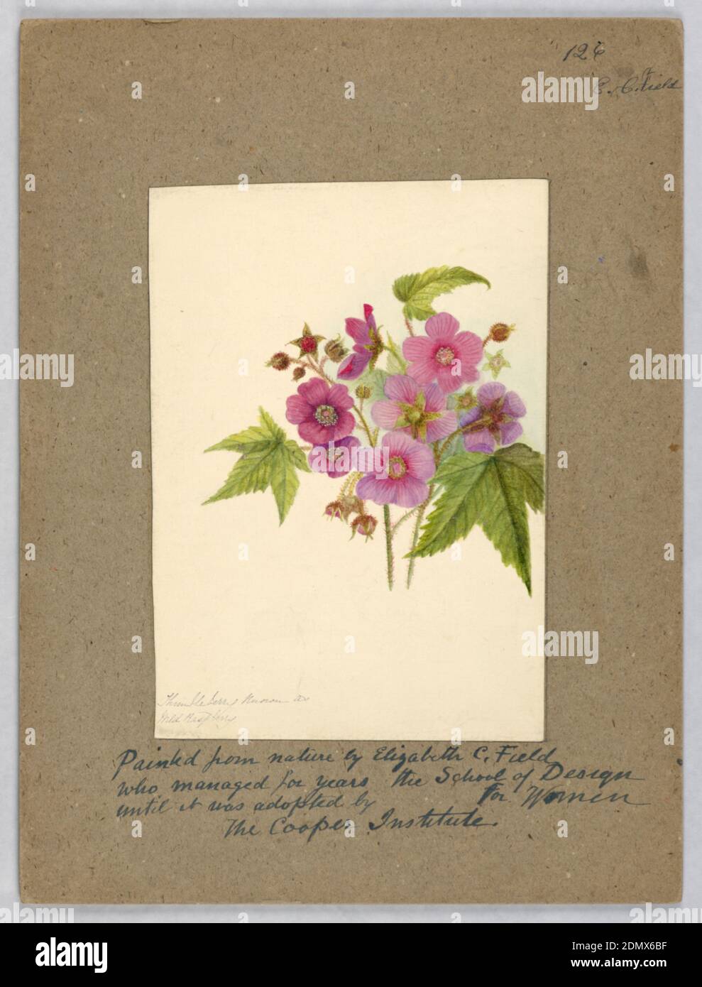 Thimbleberry, Elizabeth C. Field, Pencil and watercolor on paper