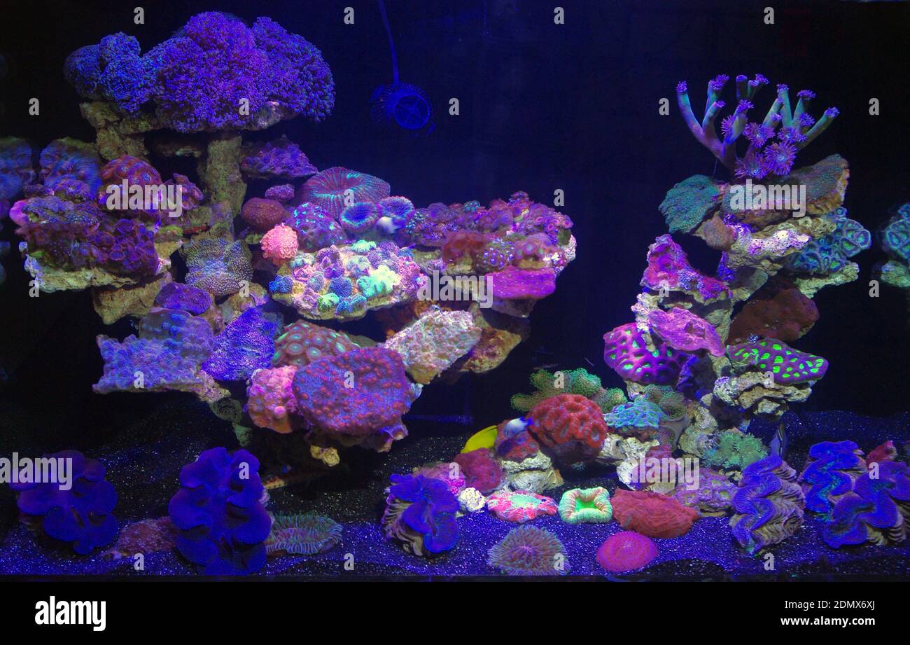 Coral reef aquarium under fluorescent light Stock Photo Alamy