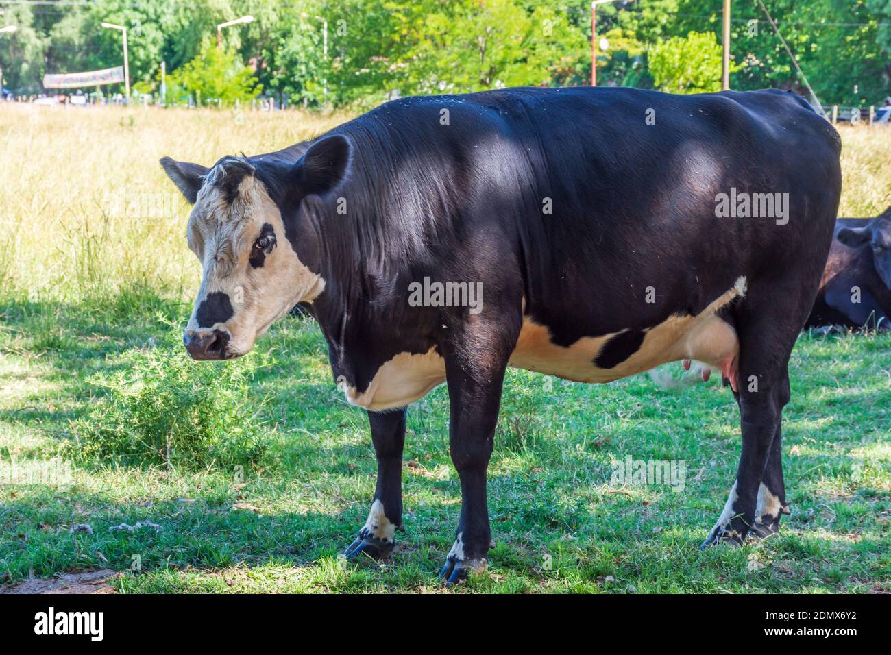 A closeup shot of a cow standing on the grass in the field Stock Photo ...