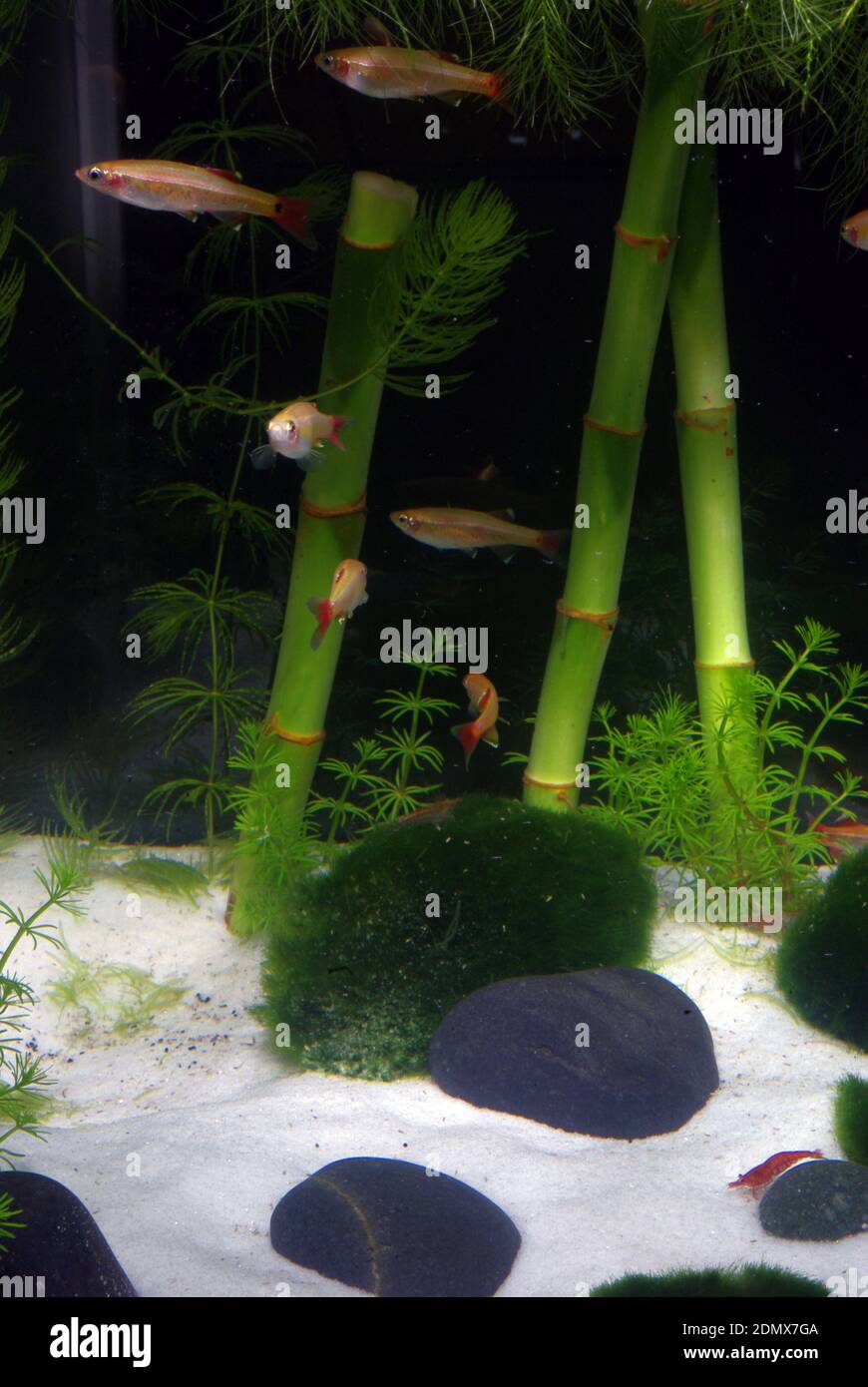 Chinese biotope aquarium for White cloud mountain minnow (Tanichthys albonubes) Stock Photo