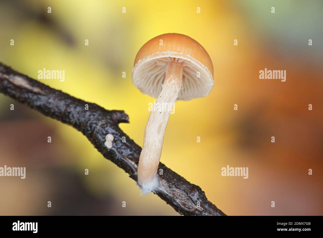 Galerina marginata, known as funeral bell, deadly skullcap or deadly Galerina, deadly poisonous fungus from Finland Stock Photo