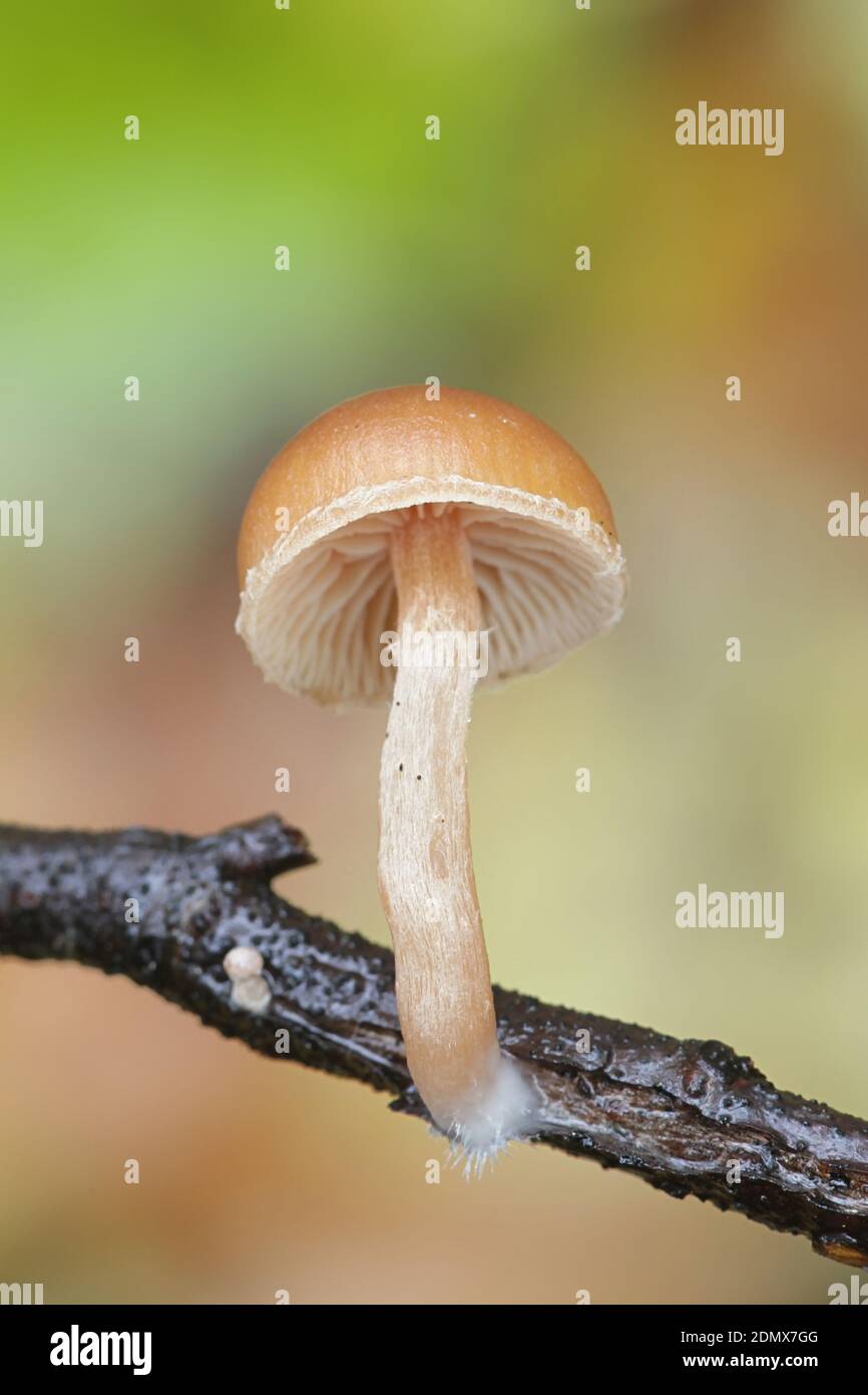 Galerina marginata, known as funeral bell, deadly skullcap or deadly