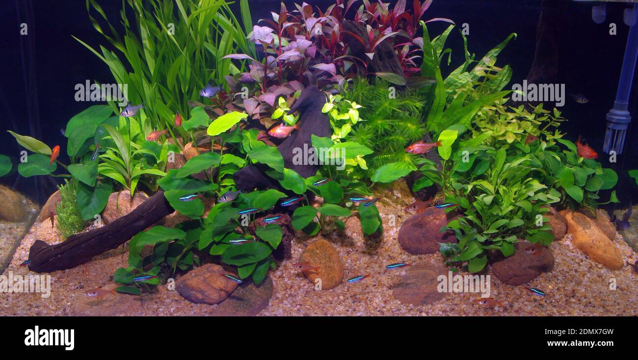 Freshwater tropical aquarium with Tetra fishes (characins) Stock Photo