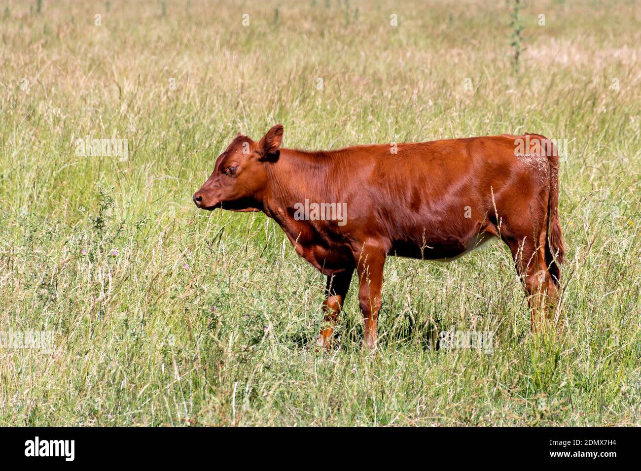 A closeup shot of a cow standing on the grass in the field Stock Photo ...